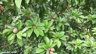 Sapodilla (Manilkara zapota) || সফেদা