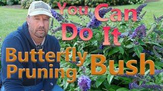 Pugster Blue Butterfly Bush Pruning ( A Year Later )