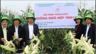 Giống ngô nếp mới TBM18 - Dẻo, thơm, ngậy | ThaiBinh Seed