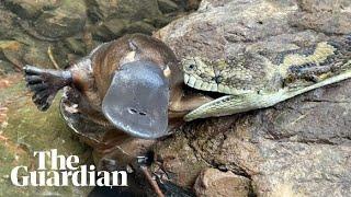 Carpet python discovered with platypus in its mouth in Australian creek