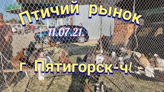 Голуби-Птичий рынок г Пятигорск-ч1Pigeons-Bird market, Pyatigorsk-ch1