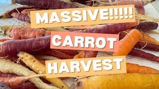 HUGE Carrot Harvest!!! From My Backyard Garden 