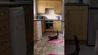 Cute Callie Cat goes crazy over this Toy! #shorts #cats #catlover #catvideos