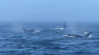 Bigg's orcas and humpback whale Hydra - Gary Neumann, Prince of Whales