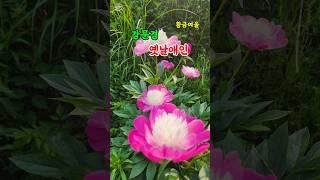 강문경 옛날애인