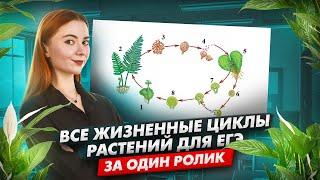 Все жизненные циклы всех растений для ЕГЭ