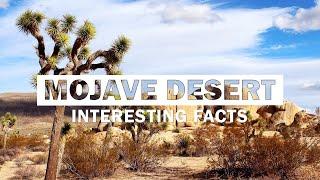 13 Fun Facts About The Mojave Desert