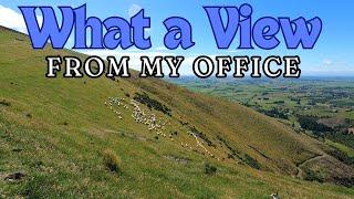 A Day on The Farm| Mustering and Dipping Hoggets