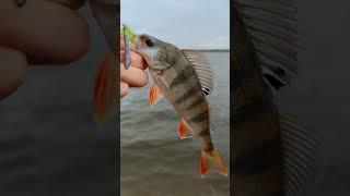 Окунь на спиннинг. Рыбалка на джиг риг. Perch fishing. Jig rig. #shorts