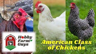 Classes of Chicken: The American Class