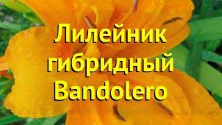 Лилейник гибридный Бандолеро. Краткий обзор, описание характеристик hemerocallis Bandolero