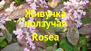 Живучка ползучая Розеа. Краткий обзор, описание характеристик ajuga reptans rosea Rosea