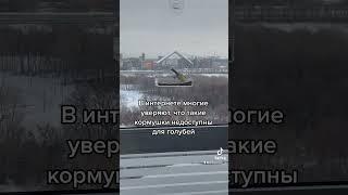 Голубь в популярной кормушке на окне