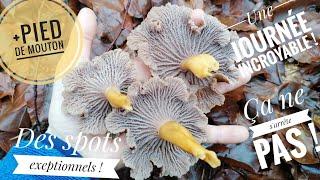 RECORD :toujours des chanterelles MONSTRES ! +pied de moutons #champignons #mushroom #chanterelles