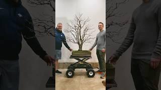 Winter Wiring of a Massive Katsura Bonsai #bonsai #deciduous #katsura #bonsaiart #tree