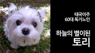 61. 파타야에서  하늘의 별이 된 토리!  - 토리를 걱정해주신 많은 분들께 깊은 감사를 드립니다. - 60대 태국이주 독거노인   #틀딱크리스 #슬기로운독거생활 #태국생활