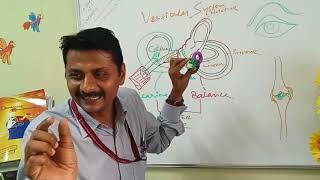 हिंदी में: Vestibular System & Body Balance
