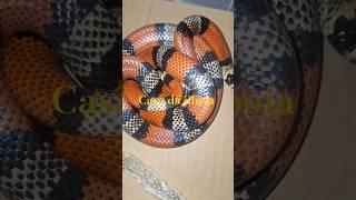 Milk Snake #animaisdeestimação #snake #animaisnascidades #snakecobra #animaissilvestres #animais