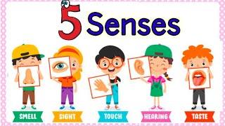 Sense organs | five senses | Our senses | Sense organs name | Sense organs functions | 5 senses