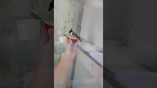 Chào Mào Đất Quảng: Cho Trùm Avi Ăn Đúng Cách