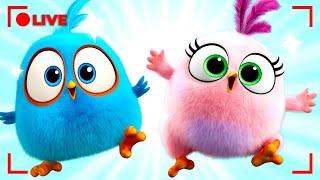  LIVE Angry Birds | Fan-Favorite Frenzy