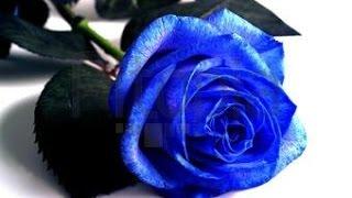 Can`t Help Falling In Love - Dennis Tschirner (Elvis Presley - Cover)