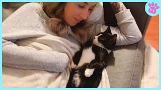 Cute Cat Show Love  Cat and Human Moments