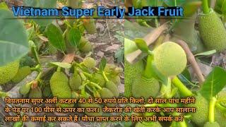 वियतनाम कटहल की खेती 2 साल में उत्पादन || Vietnam super early jackfruit farming || katahal ki kheti