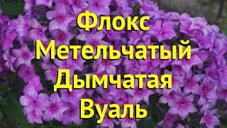 Флокс метельчатый Дымчатая Вуаль. Краткий обзор, описание phlox paniculata Dymchataya Vual