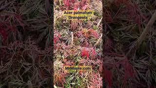 ‘Orangeola’ The Maple Of Many Colors #japanesemaple #mrmapleshow #gardening SUB @MrMapleShow