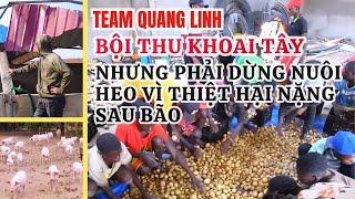 Team Quang Linh Bội Thu Khoai Tây Nhưng Phải Dừng Nuôi Heo Vì Thiệt Hại Nặng Sau Bão