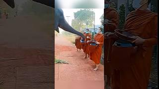 Buddhist monks are feeding a hungry elephant #buddhistmonks #elephant