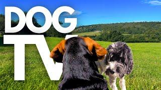 GoPro DogTV | 10hrs of Tranquil Virtual Dog Walks Through Scenic Valleys ️ Dog POV