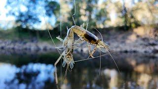 Bait Fishing With Shrimp And Worms