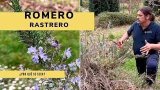 ¿Por qué se seca el ROMERO RASTRERO?  ‍ Jardinatis 