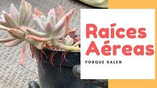 Raíces Aéreas en Mis Suculentas/ tips que hacer