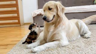 Golden Retriever Reacts to Adorable Puppy [TRY NOT TO LAUGH]