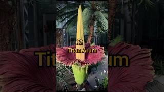 WORLD'S LARGEST FLOWERS#shorts#youtubeshorts  #flowers #knowledge