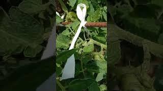 Томат Сибирские
