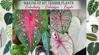 Potting Up My Caladiums, Colocasia & Ensete Maurelii 