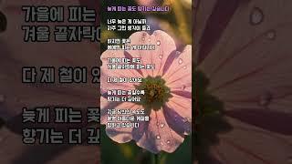 늦게 피는 꽃도 향기는 깊습니다#힐링 #마음치유 #인생명언 #감성글귀 #자기다움