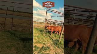 2025 MBJ & TRIO Power of the Brands Ted Brangus Sale! September 10th 2025  Bar M 3 Ranch Inspection