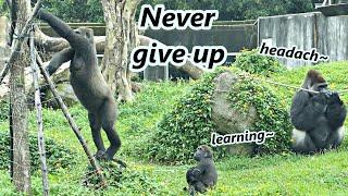 Gorilla Tayari was thinking how to breakthrough electrical wire again.  / 大猩猩媽媽Tayari又再思考如何突破電線網