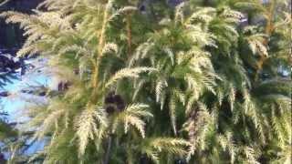 Golden winter conifers Part 1