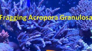 Fragging A Large Acropora Granulosa Colony