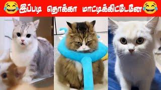  அடச்சே கனவா  viral #trending #comedy #cutecat #funnyanimalvideos -Rmmirajvlog