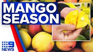 Mango season coming in early | 9 News Australia