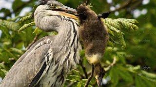 An avian animal predator known as a heron will eat enormous animal meals whole