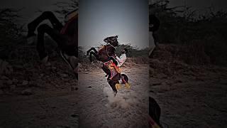  kathiyawadi horse power #viral #kathiyavad #ghoda#shortvideo #hores #virlvideo#shorts#shortsvideo