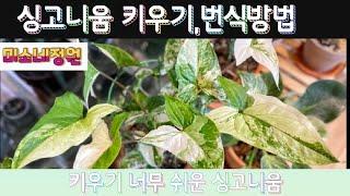 너무 쉬운 싱고니움 키우기,번식방법 ( 삭소롬 꽃구경하세요)